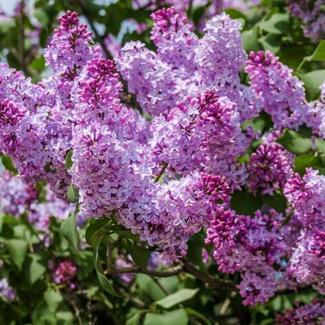 PÉPINIÈRES NAUDET Lilas Commun 'Michel Buchner' (Syringa Vulgaris)