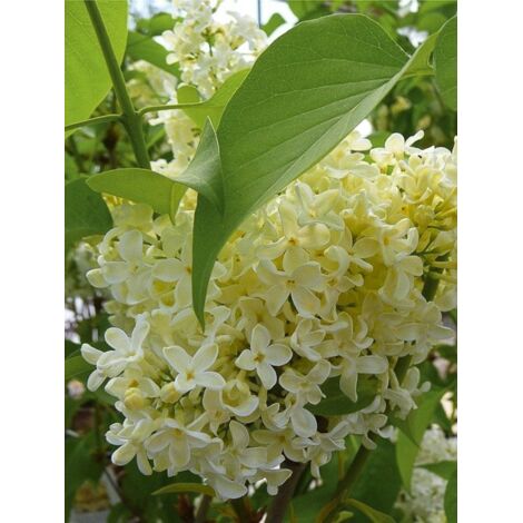 Lilas commun 'Primrose' Pot de 4L/5L