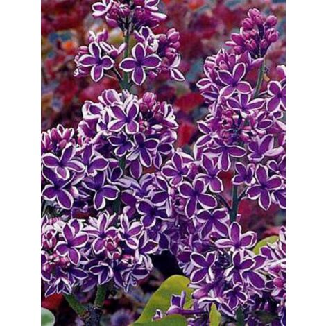 Lilas commun 'Sensation' Pot de 3L/4L, 3/4 branchesShipped height around 40/60cm
