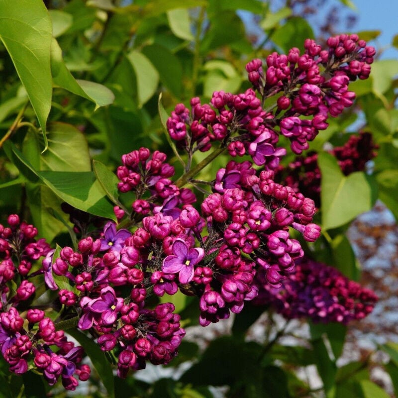 Lilas commun vulgaris Charles Joly/Pot de 4L