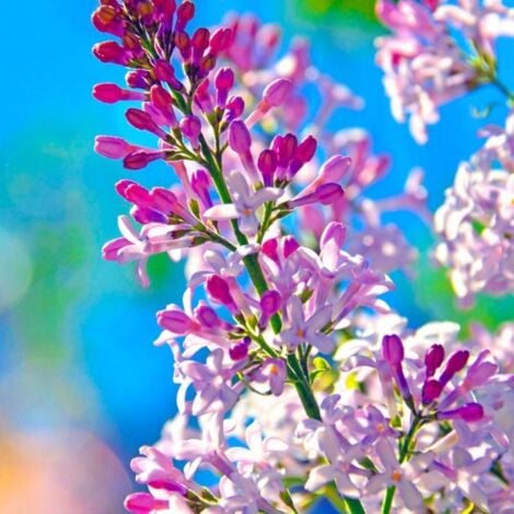 Lilas de Chine 'Superba' (Syringa Microphylla) - Godet - Taille 13/25cm