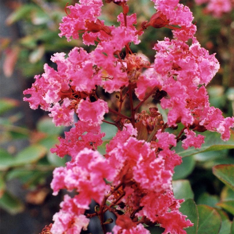 Lilas des Indes 'Berlingot Menthe' (Lagerstroemia indica 'Berlingot Menthe') 