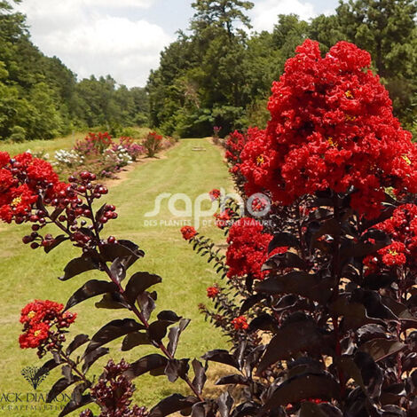 Lilas des Indes Black Diamond® Best Red™, Lagerstroemia/Pot de 3L - Touffe