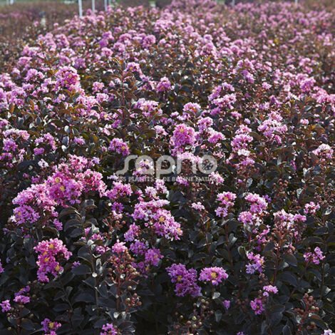 Lilas des Indes Black Diamond® Lavender Lace™, Lagerstroemia/Pot de 7,5L - 60/80 cm