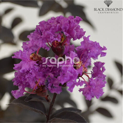 Lilas des Indes Black Diamond® Purely Purple™, Lagerstroemia/Pot de 7,5L - 60/80 cm