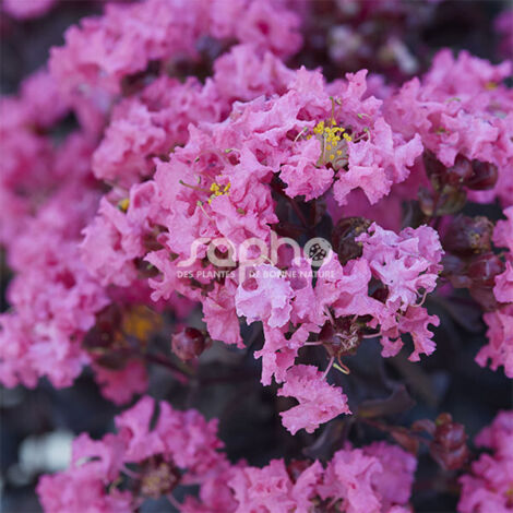 Lilas des Indes Black Diamond® Shell Pink™, Lagerstroemia/Pot de 15L - 100/150 cm