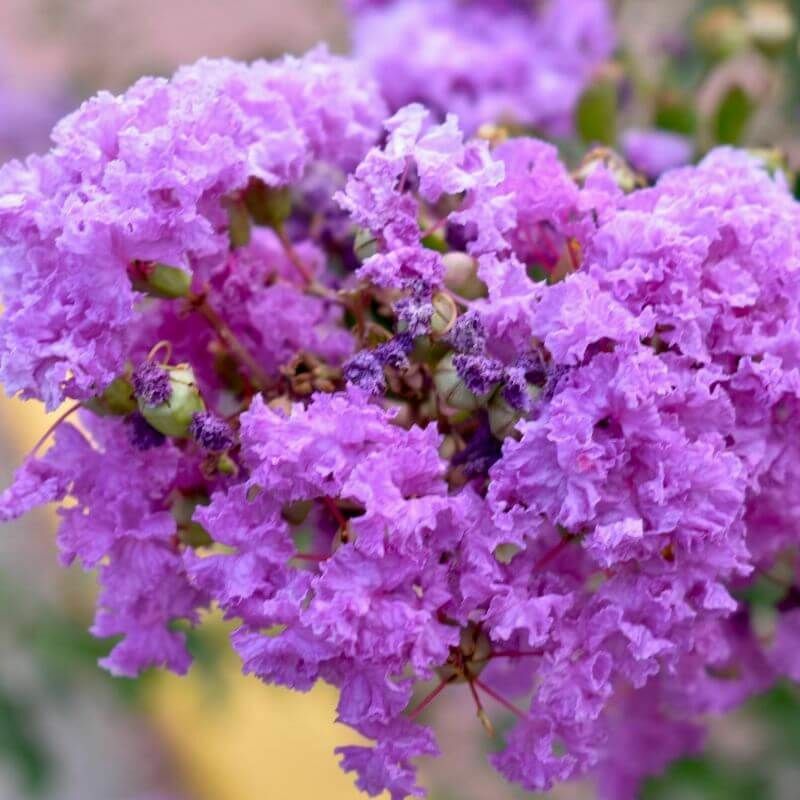 Lilas des Indes 'Catawba' (Lagerstroemia Indica) - Godet - Taille 13/25cm