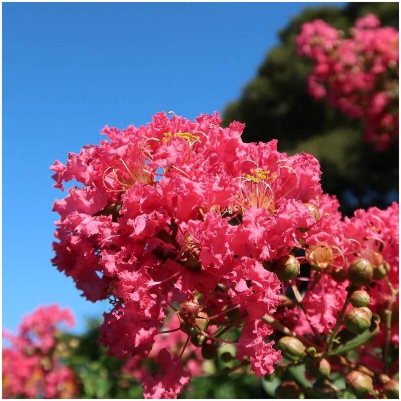 Lilas des Indes indica Dynamite/Pot de 10L - Rouge