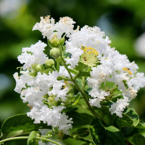 Lilas des Indes Monbazillac, Lagerstroemia/Pot de 3L - Touffe