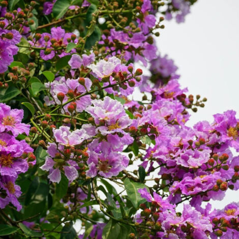 Lilas des Indes Pecharmant, Lagerstroemia/Pot de 3L - Touffe