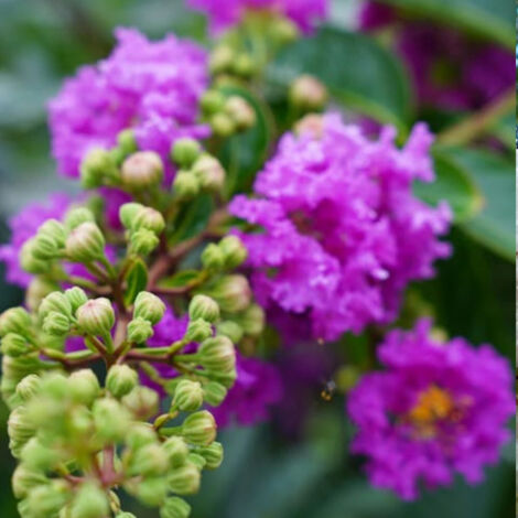 Lilas des Indes Petit´ Canaille® Mauve, Lagerstroemia/Pot de 3L - Touffe
