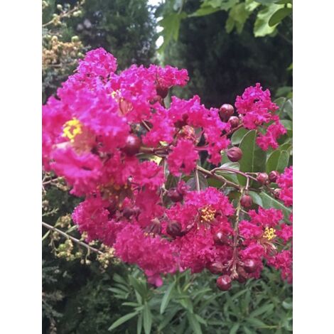Lilas des Indes 'Pink Velours' Pot de 3L/4L