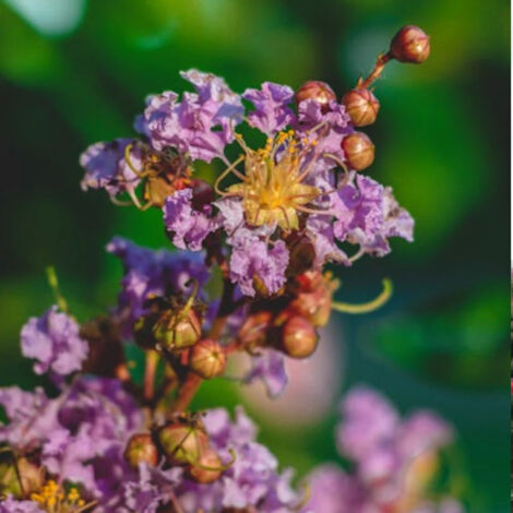 Lilas des Indes Purple Star, Lagerstroemia/Pot de 3L - Touffe