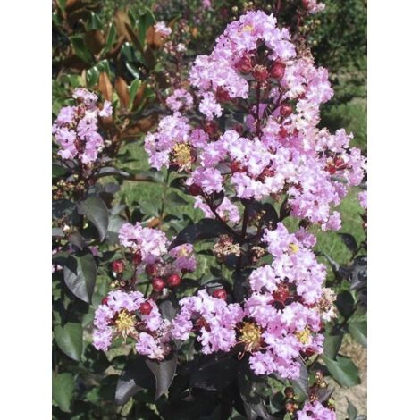 Lilas des Indes 'Rhapsody in Pink' Pot de 3L/4L, Touffe