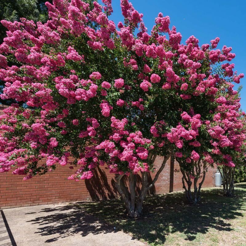Pepinières Naudet - Lilas des Indes Rose (Lagerstroemia Indica) - Godet - Taille 13/25cm