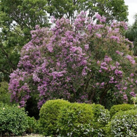 Lilas des Indes Terre Chinoise® 'Deschin 105', Lagerstroemia/Pot de 3L