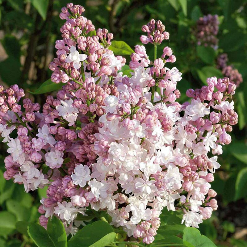 Lilas double Beauty of Moscow - Rose