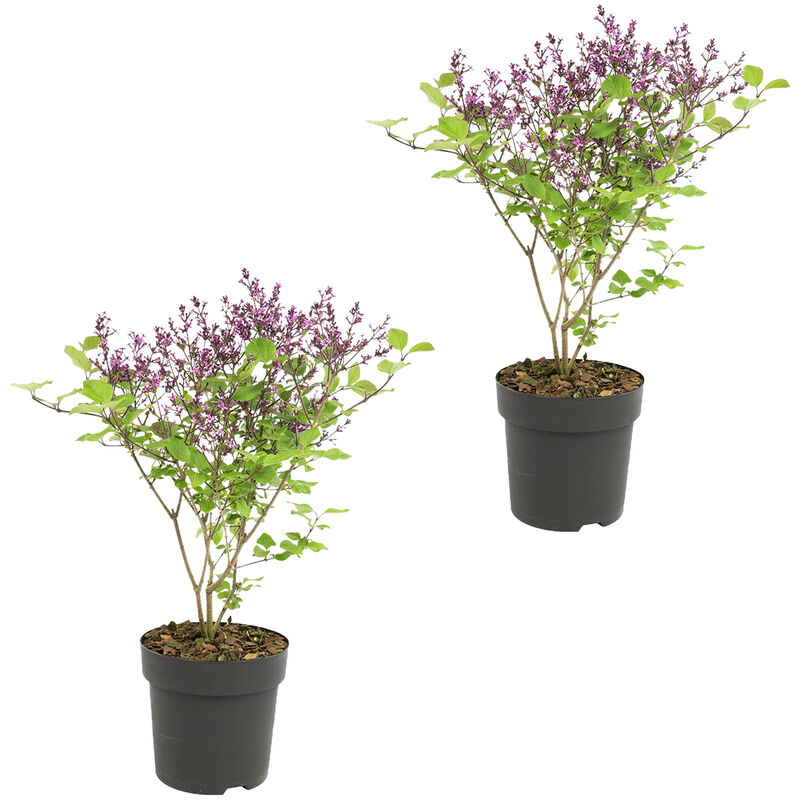 Lilas violet - Syringa 'Bloomerang Dark Purple'® 2 pièces - Plante d'extérieur 13 cm - ↕25-30 cm - Purple