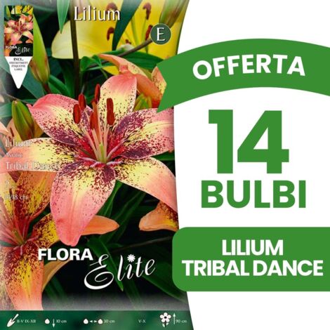 LILIUM ASIATICI OFFERTA 14 BULBI TRIBAL DANCE PRIMAVERILI
