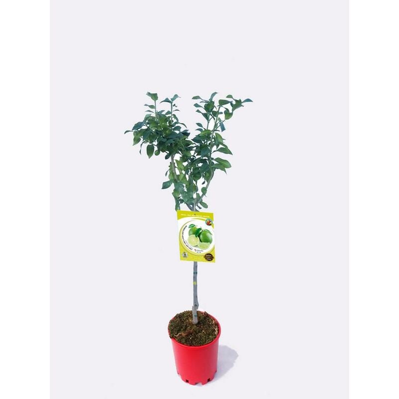 

Fitoralia - Lima (Citrus latifolia)