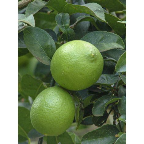 Lime de Tahiti, Limettier de Perse Pot de 7,5L/10L, Demi-Tige 120/130cm