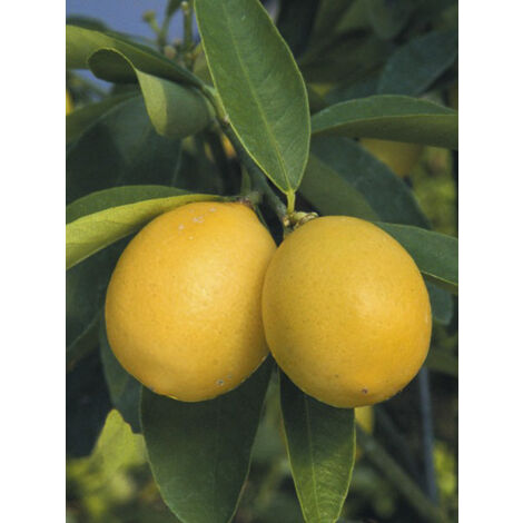 Limequat, Citrofortunella Pot de 2L/3L, 1/4 de tige 40/50cm