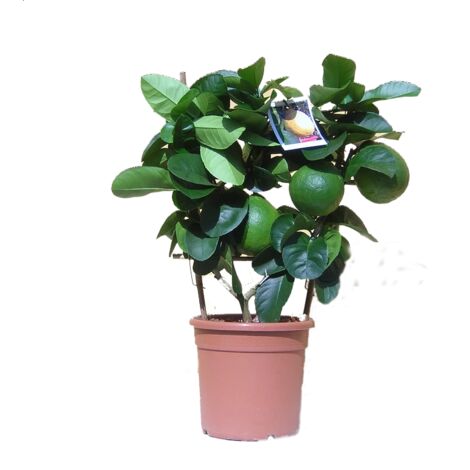 Limone 4 stagioni a Spalliera H70