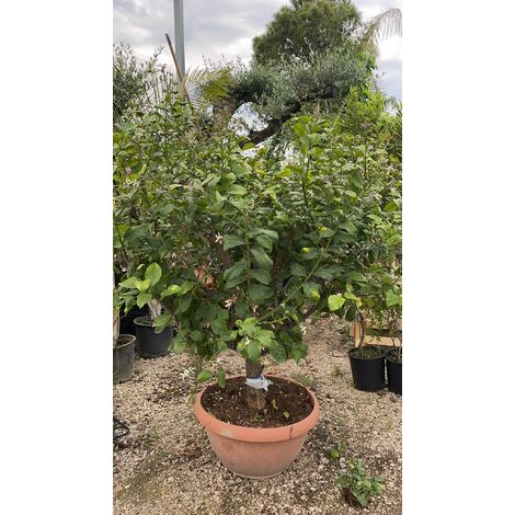 Limone 4 stagioni in ciotola 70 cm h 180cm - Pianta Albero da Frutto Foto Reali