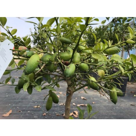 albero di cedro rosso del sud