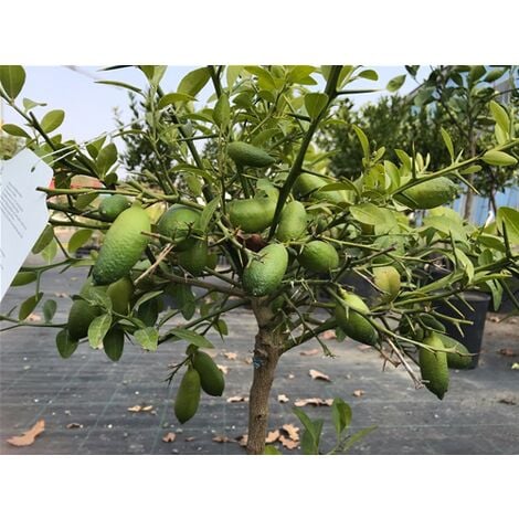 Limone Caviale "Citrus australasica" pianta di Finger Lime verde in vaso 18 cm