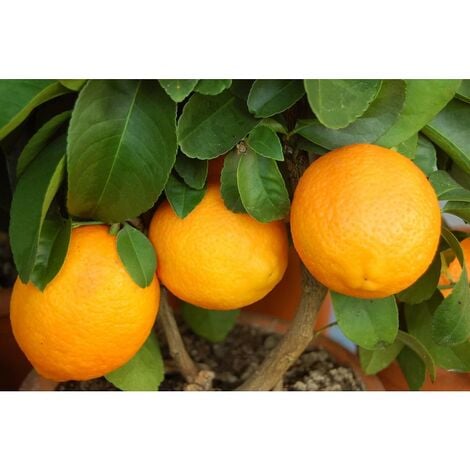 Limone Rosso Cespuglio