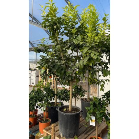 Limone rosso "Citrus limonimedica pigmentata" pianta di agrumi di Sicilia in mastello  40 cm h. 140/160 cm