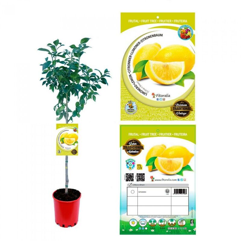 

Limonero (Citrus limon)