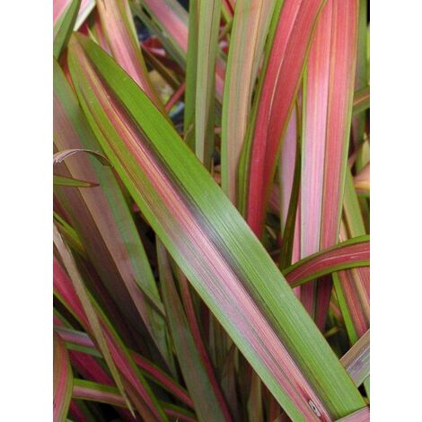 Lin de Nouvelle-Zélande 'Jester' Pot de 3L/4L