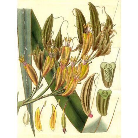 Lin de Nouvelle-Zélande Pot de 2L/3L