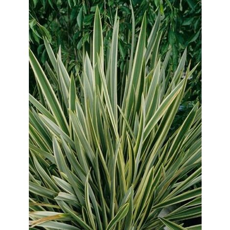 Lin de Nouvelle-Zélande 'Variegatum' Pot de 2L/3L