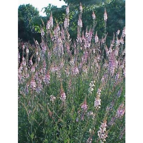 Linaire pourpre Godet de 8/9 cm