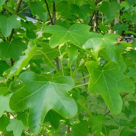 Liquidambar styraciflua Rotundiloba - Copalme d'Amérique Pot de 4L/5L