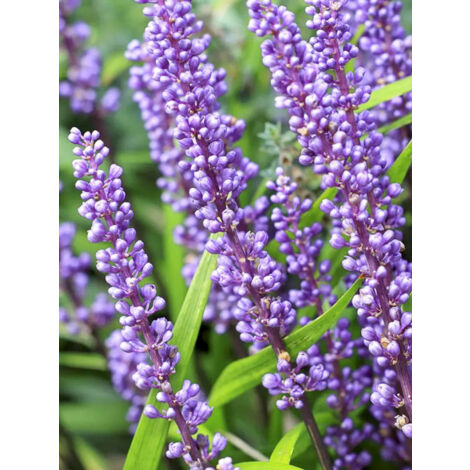 Liriope 'Lilac Wonder' Godet de 8/9 cm