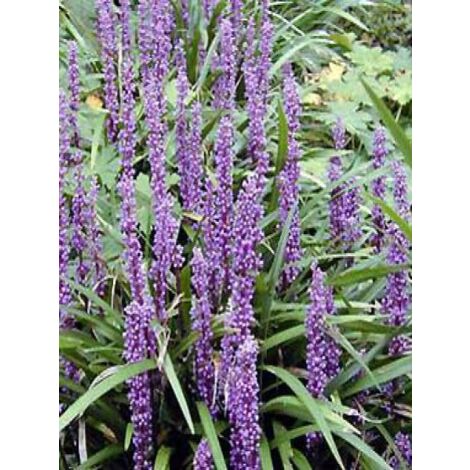Liriope muscari 'Ingwersen' Godet de 8/9 cm