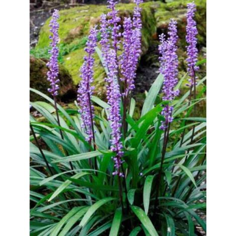 Liriope muscari 'Majestic' Godet de 8/9 cm