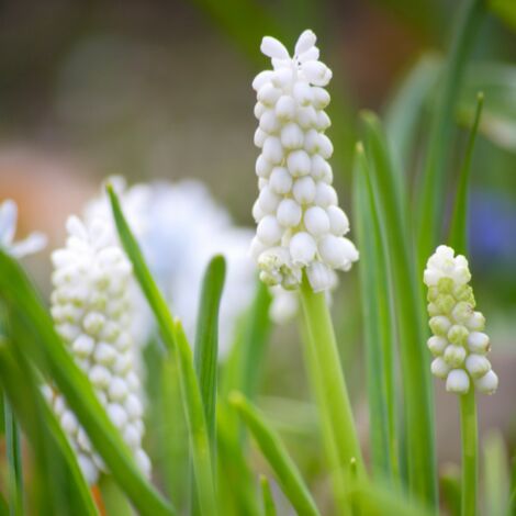 Liriope muscari Monroe White' - Liriope muscari Monroe White' pot 3L