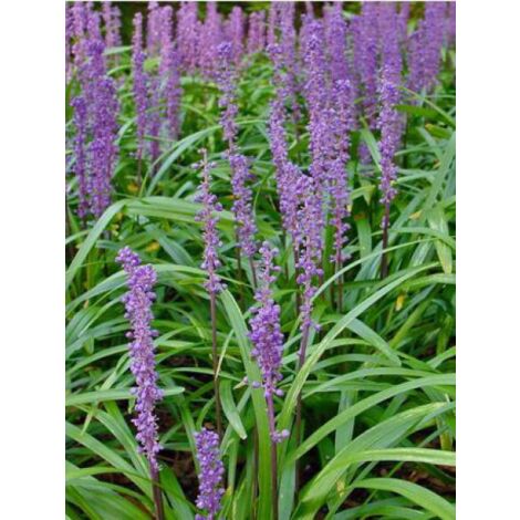Liriope muscari 'Royal Purple' Godet de 8/9 cm