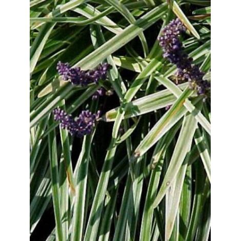 Liriope muscari 'Variegata' Godet de 8/9 cm