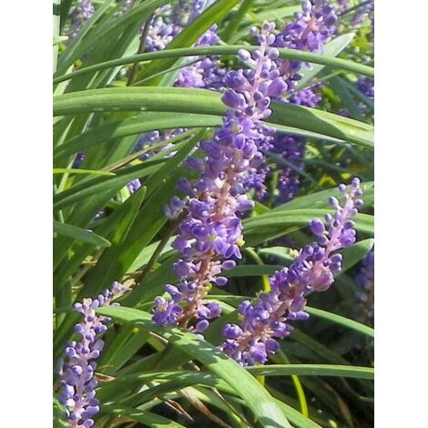 Liriope 'Super Blue' Godet de 8/9 cm