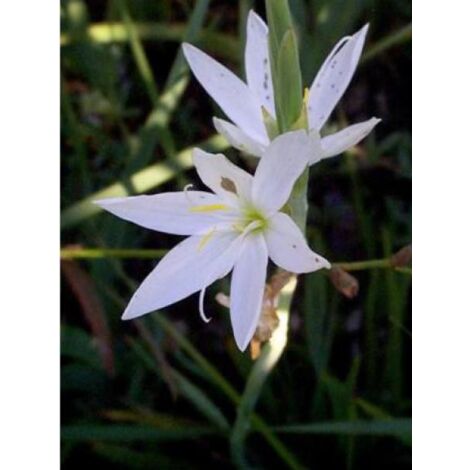 Lis des Cafres 'Alba' Godet de 7/8 cm