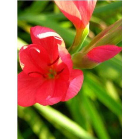 Lis des Cafres 'Major' Godet de 7/8 cm