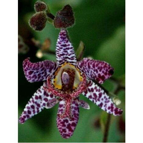 Lis des crapauds de Formose 'Dark Beauty' Godet de 8/9 cm