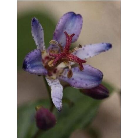 Lis des crapauds 'Taiwan Abdane' Godet de 8/9 cm