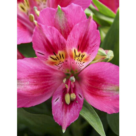 Lis des Incas 'Pitchounes Lola' Godet de 8/9 cm